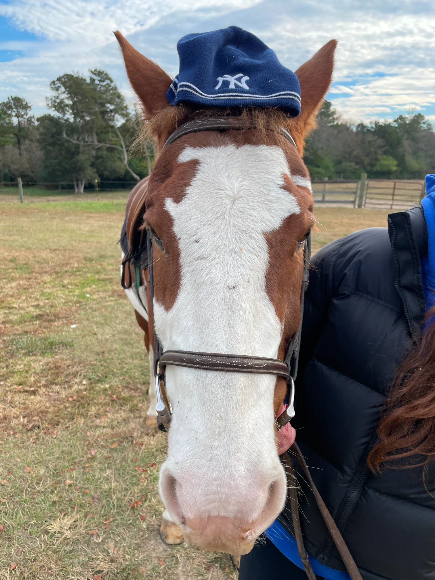 Close-up of a brown and white horse wearing a blue baseball cap standing next to a person in a black jacket outdoors.