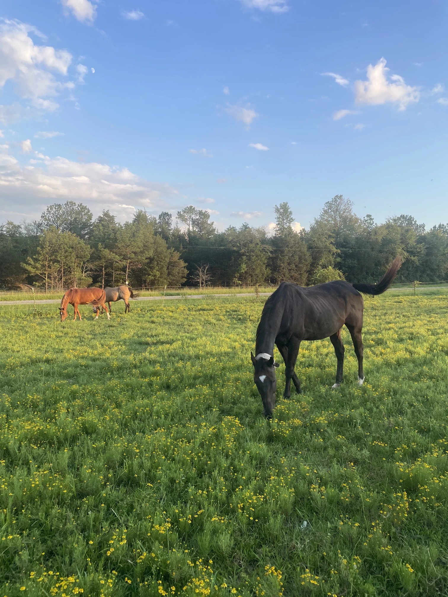 Black horse and two brown horses grazing in a green field dotted with yellow wildflowers under a blue sky with scattered clouds.