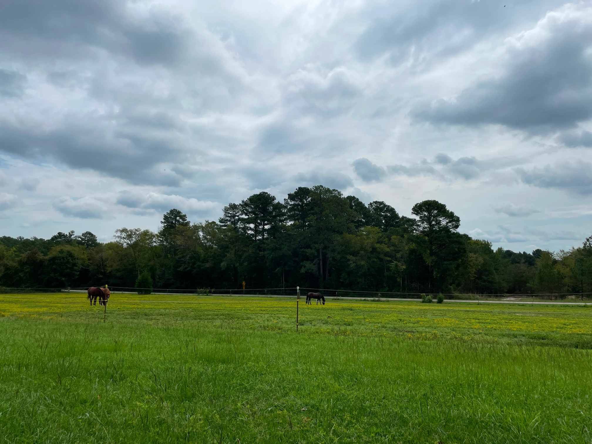 Two horses grazing in a green pasture under a cloudy sky with trees in the background.