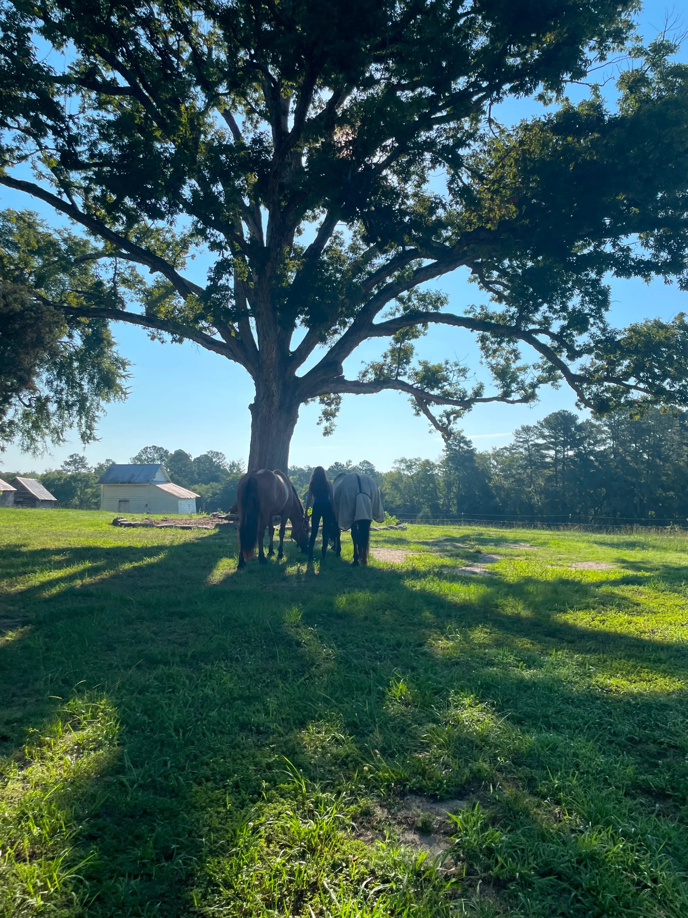 Person standing between two horses under a large tree casting long shadows on green grass during a sunny day.