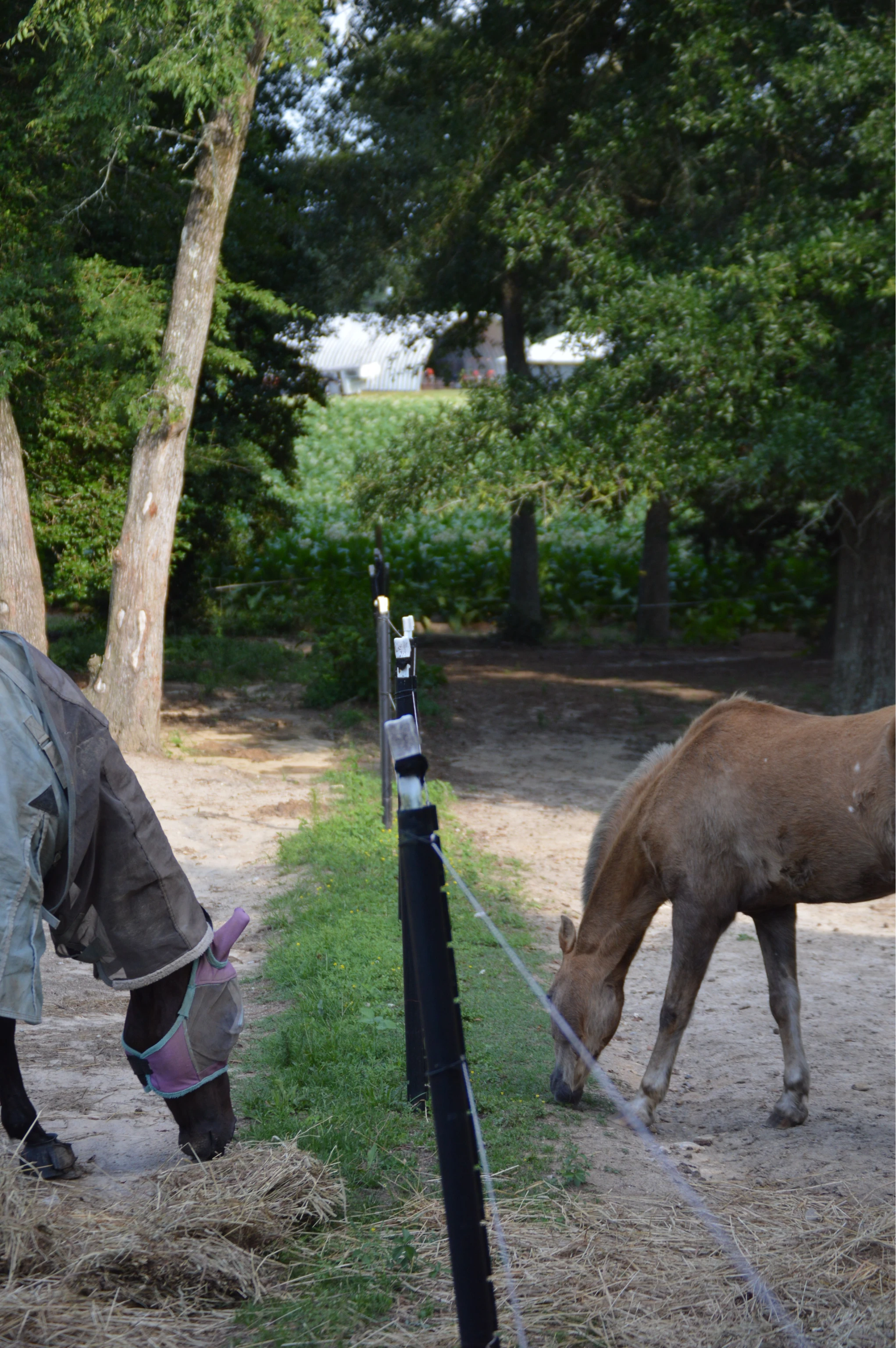 Two horses separated by a fence, one wearing a fly mask and the other grazing on grass and hay.