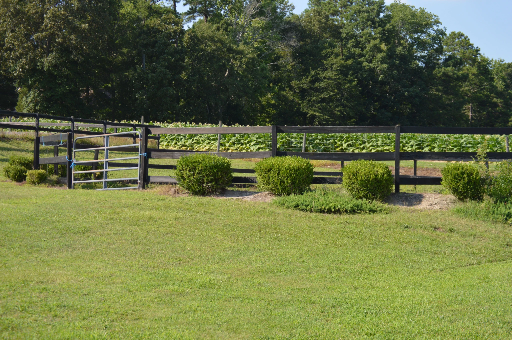 Green grassy field with trimmed bushes in front of a wooden fence and leafy trees in the background under a clear blue sky.