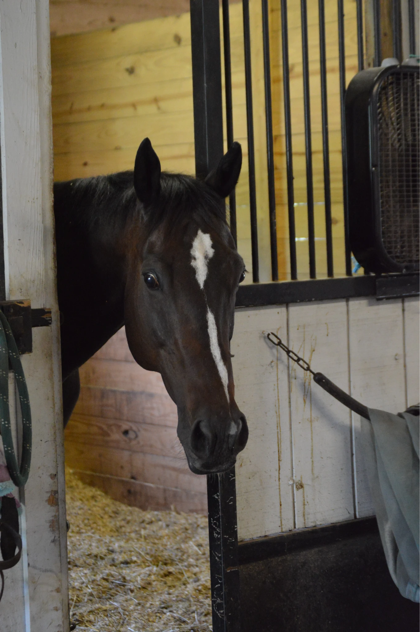 Dark brown horse with a white stripe on its face peeking out from a stable door.