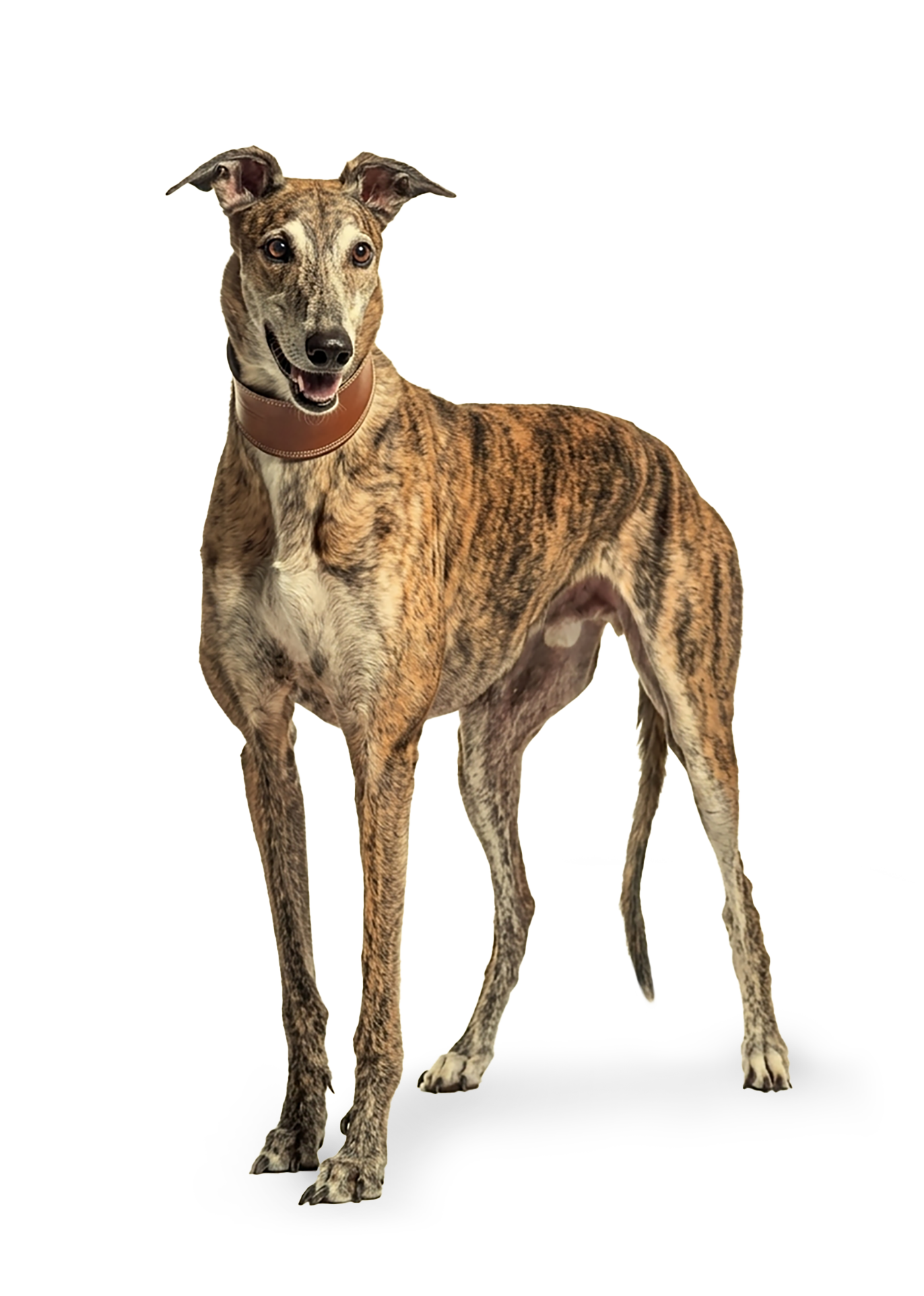 Man with greyhound