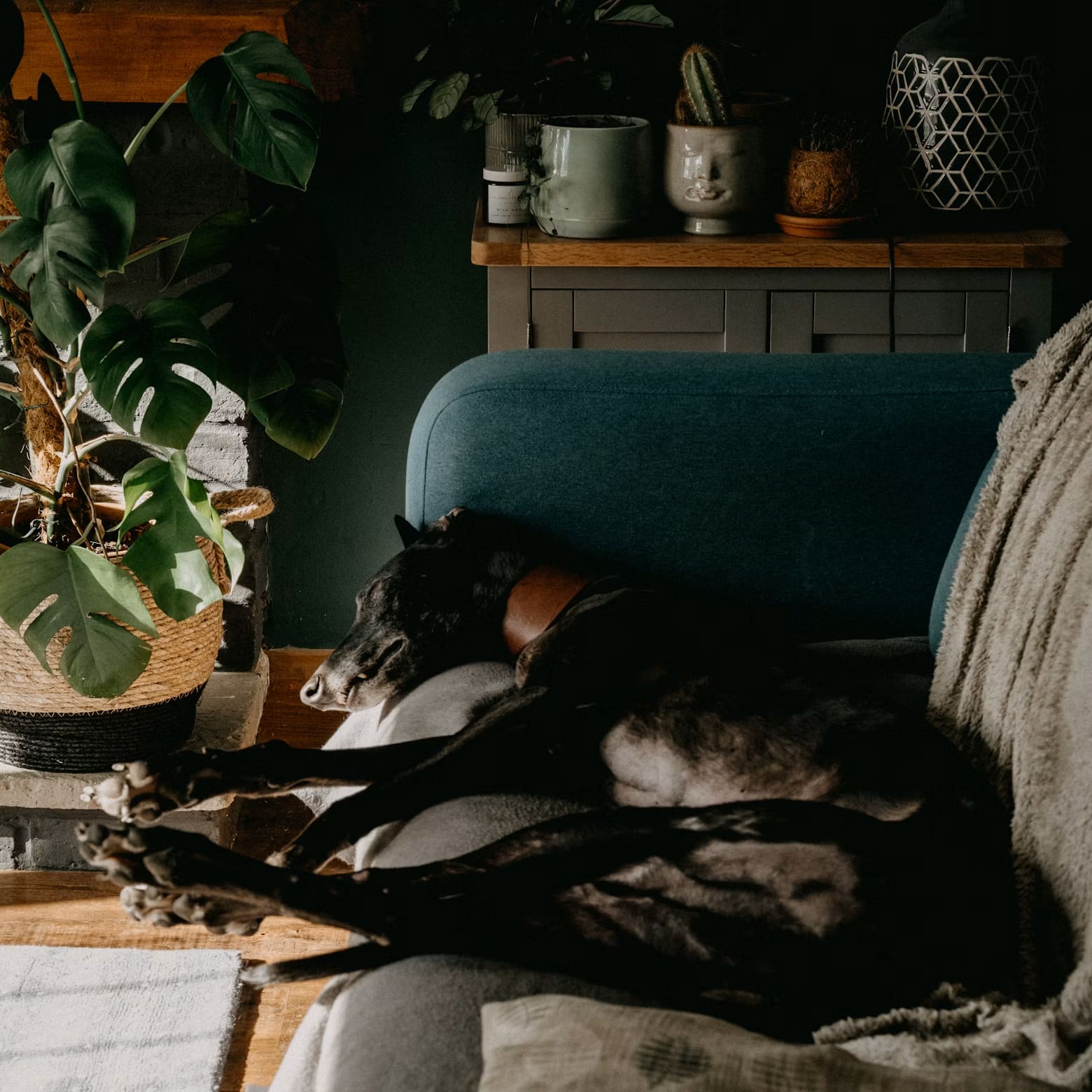 Man with greyhound
