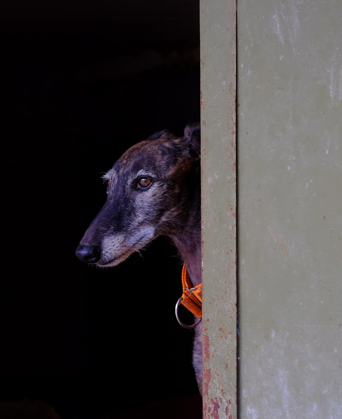 Man with greyhound