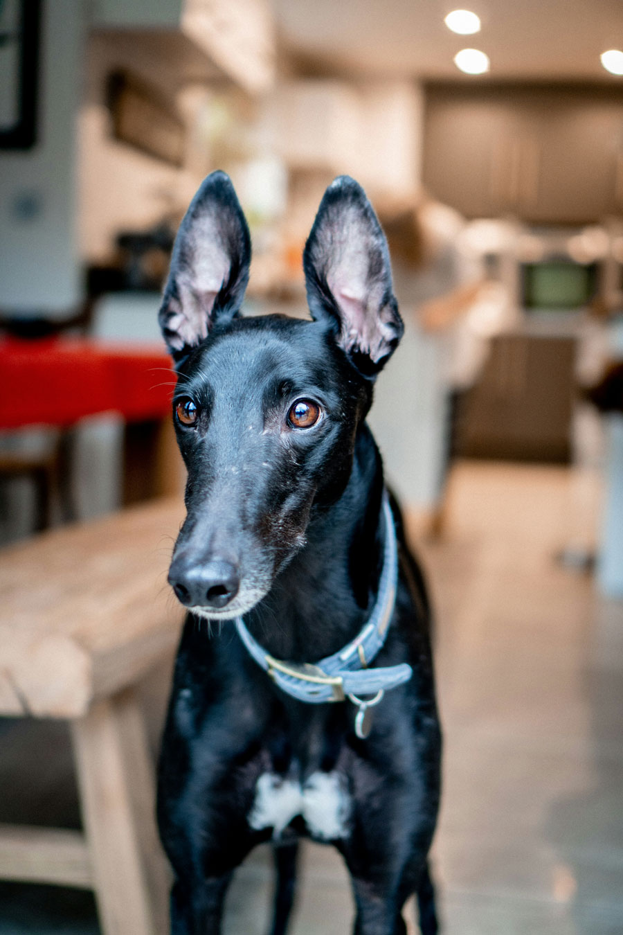 Man with greyhound