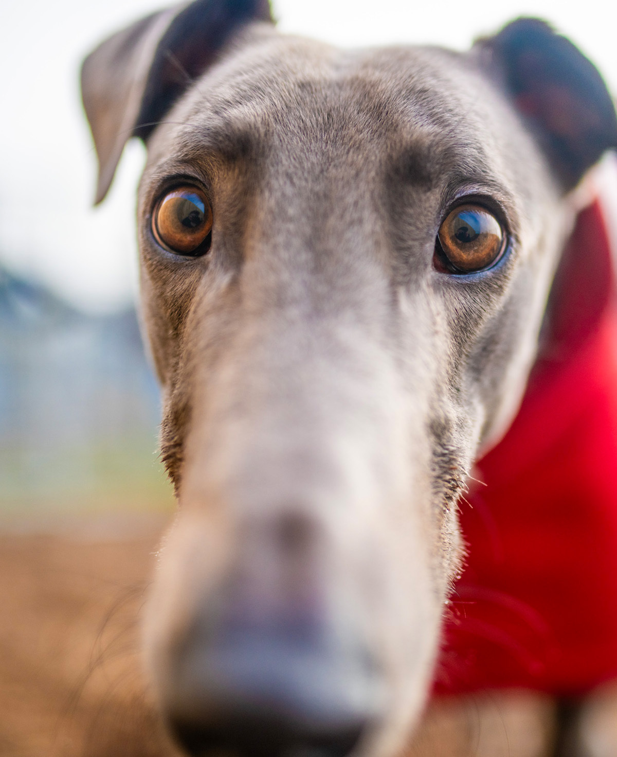 Man with greyhound