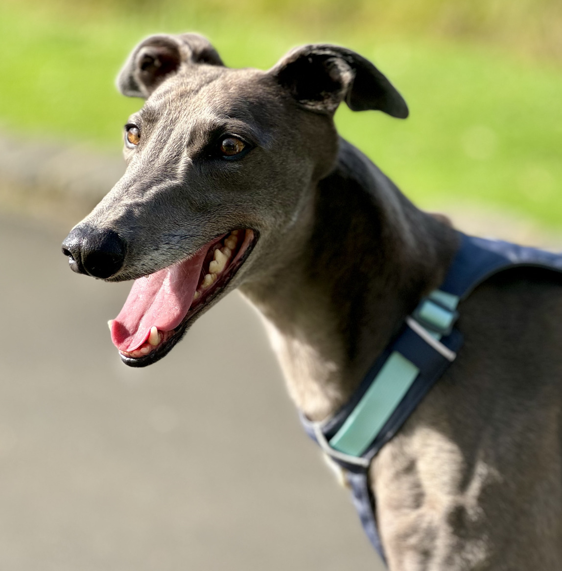 Man with greyhound