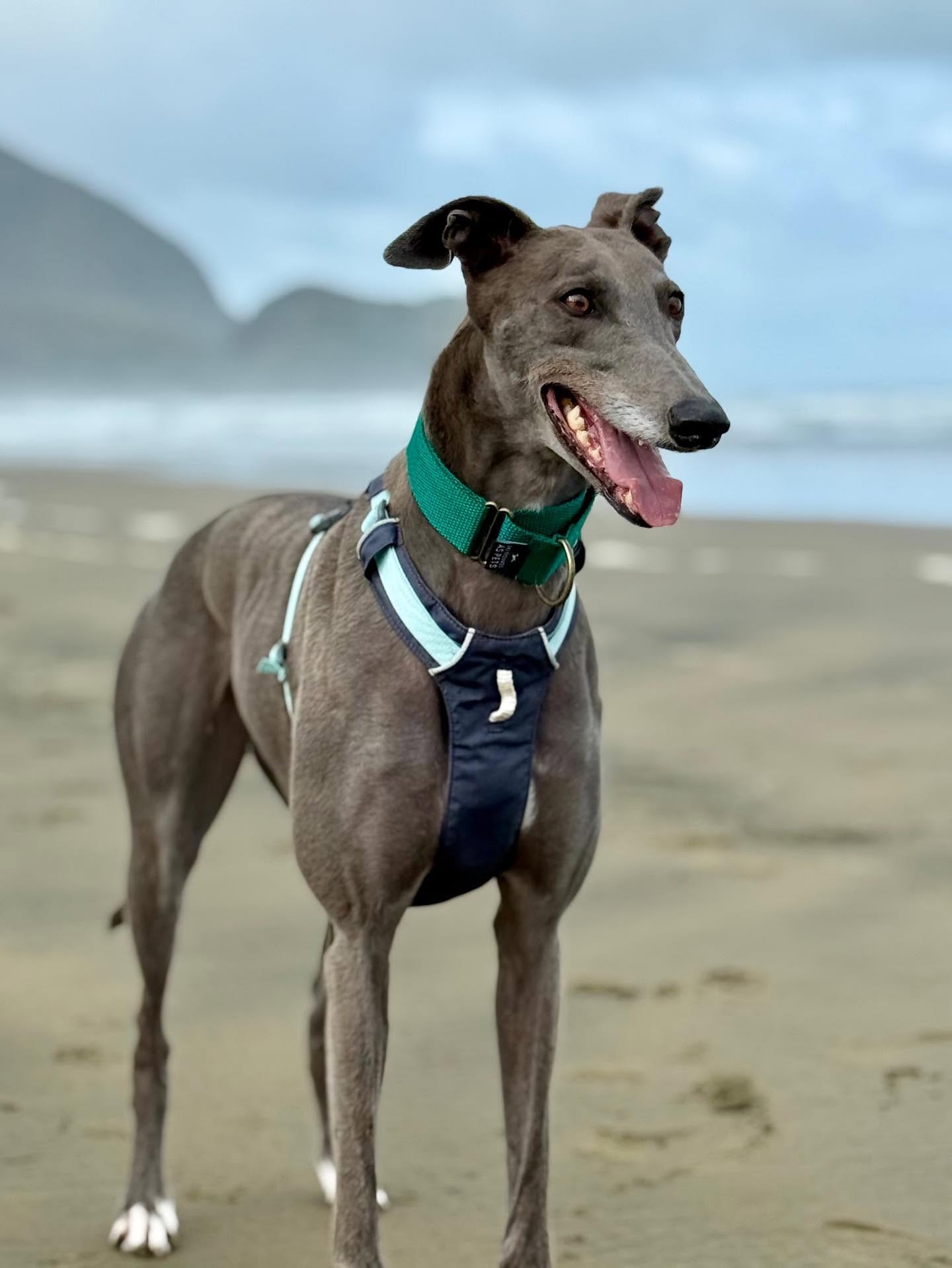 A greyhound in a harness standing on a beach