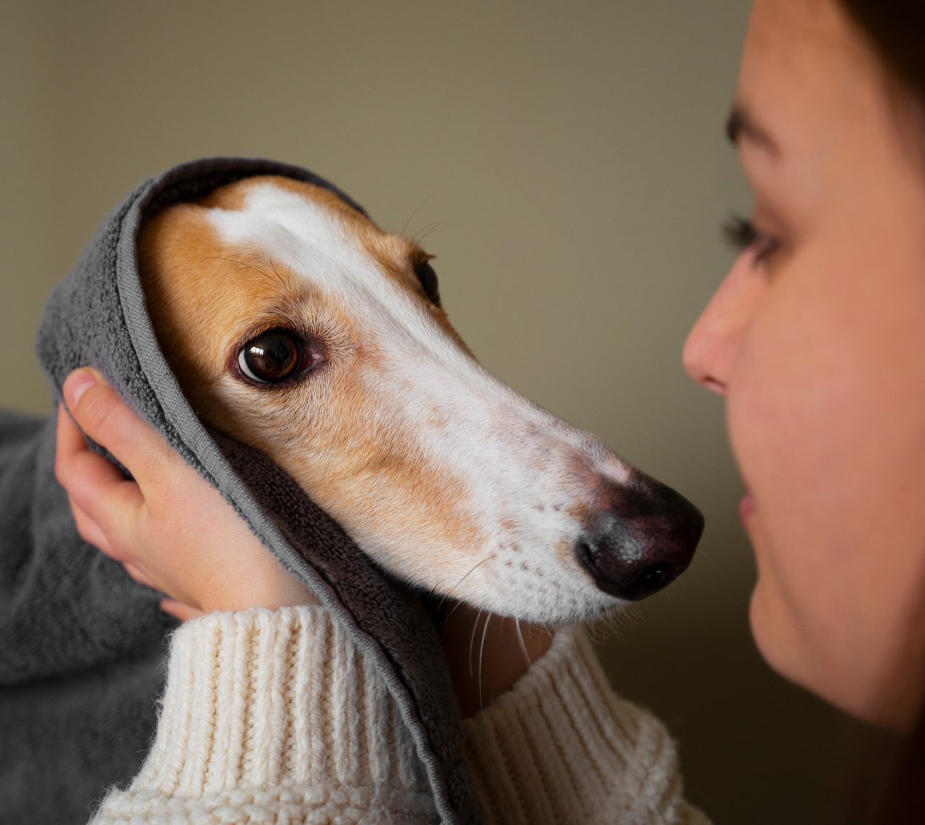 A greyhound wrapped in a towel looking at a woman