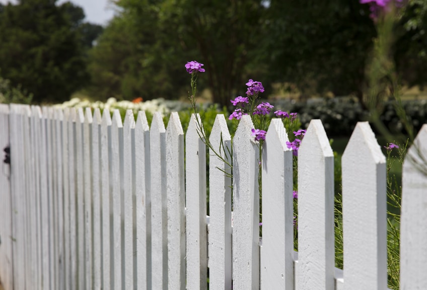 White wooden picket fence with purple flowers growing through the slats, green trees in background.