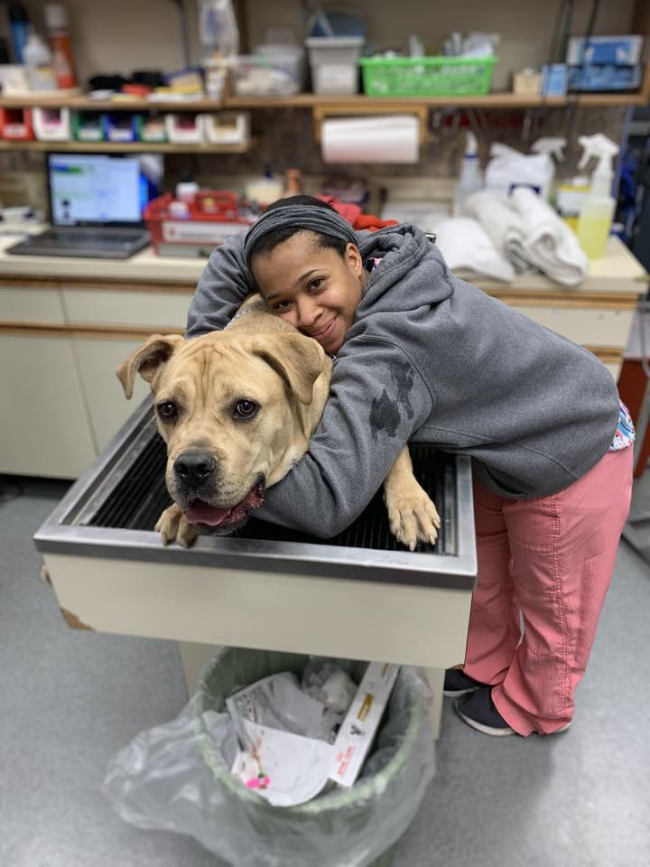 image of orthopedic surgery on a pet