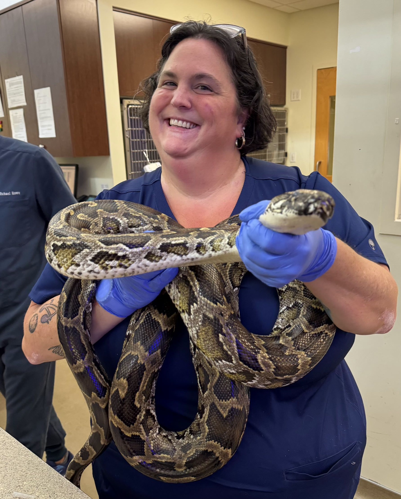 image of orthopedic surgery on a pet