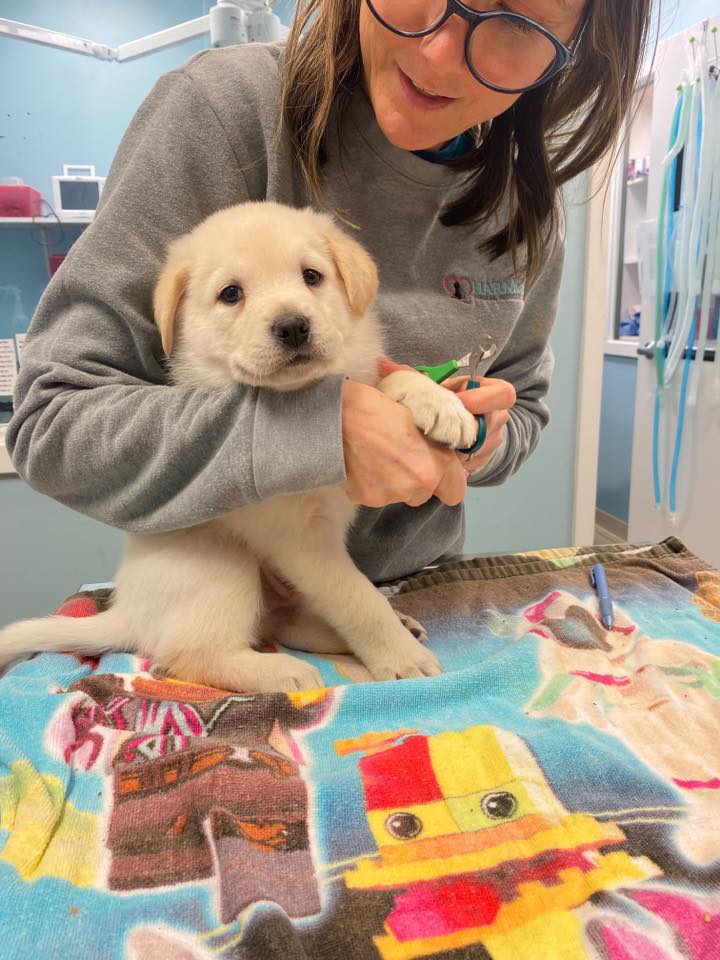 image of orthopedic surgery on a pet