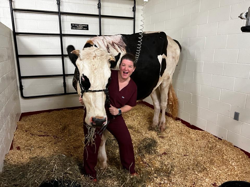 image of an educational seminar in progress (for a veterinary clinic)
