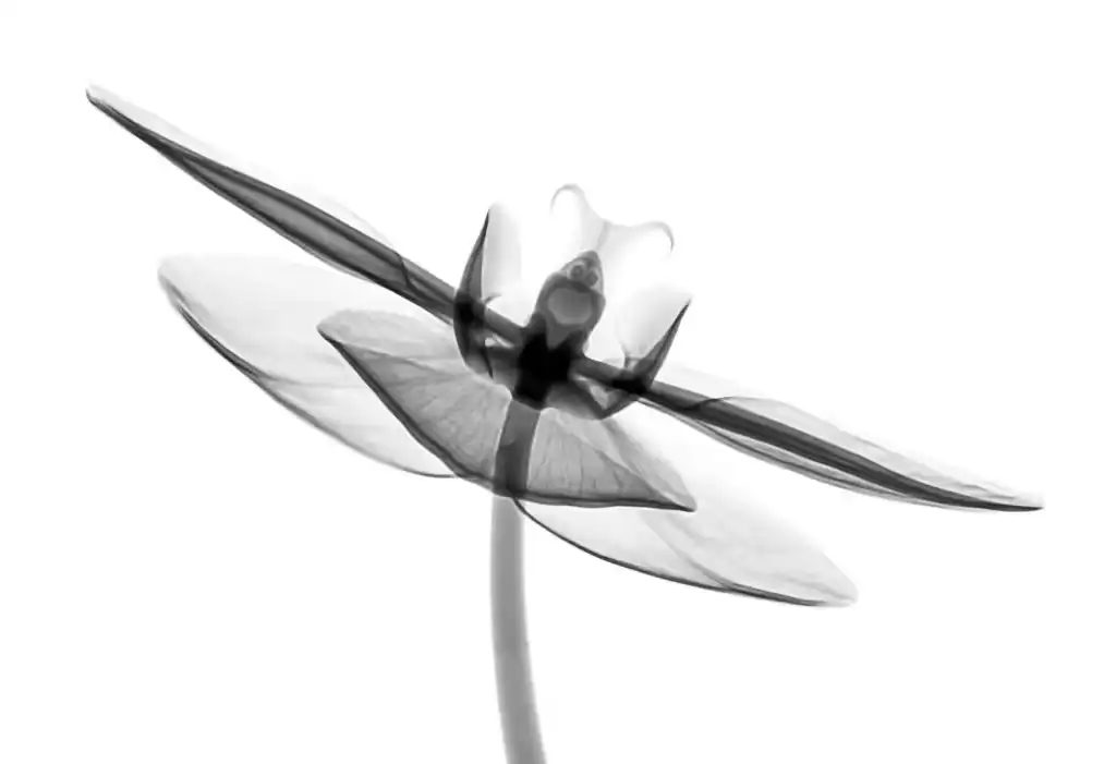 Eine durchsichtige, schwarz-weiße Blume auf weißem Hintergrund, im Stil einer Röntgenaufnahme.