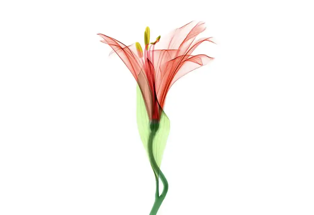 Eine durchsichtige, rot-orangefarbene Blume mit einem grünen Stiel auf weißem Hintergrund, im Stil einer Röntgenaufnahme.