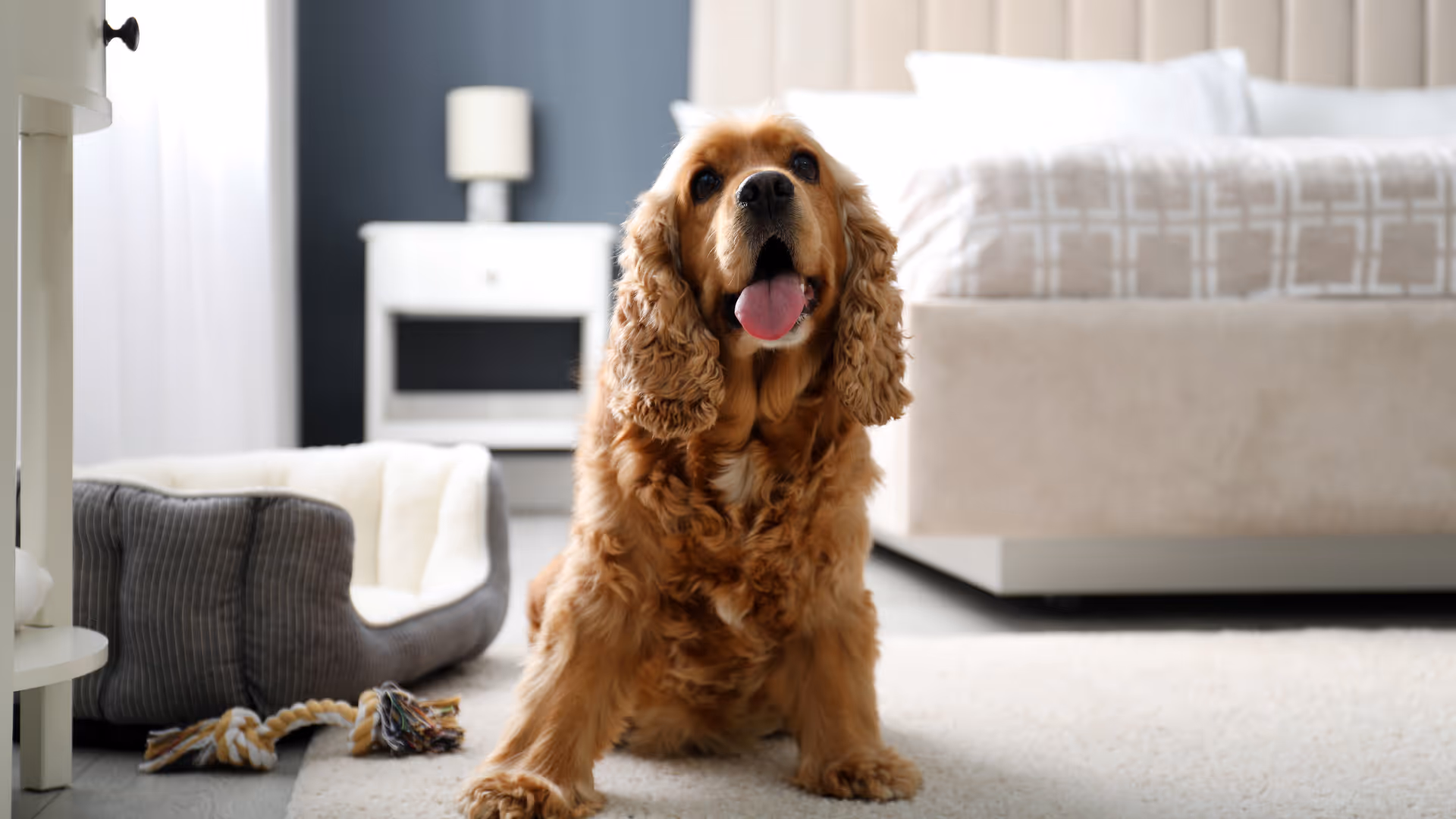 Dog in bedroom stock image