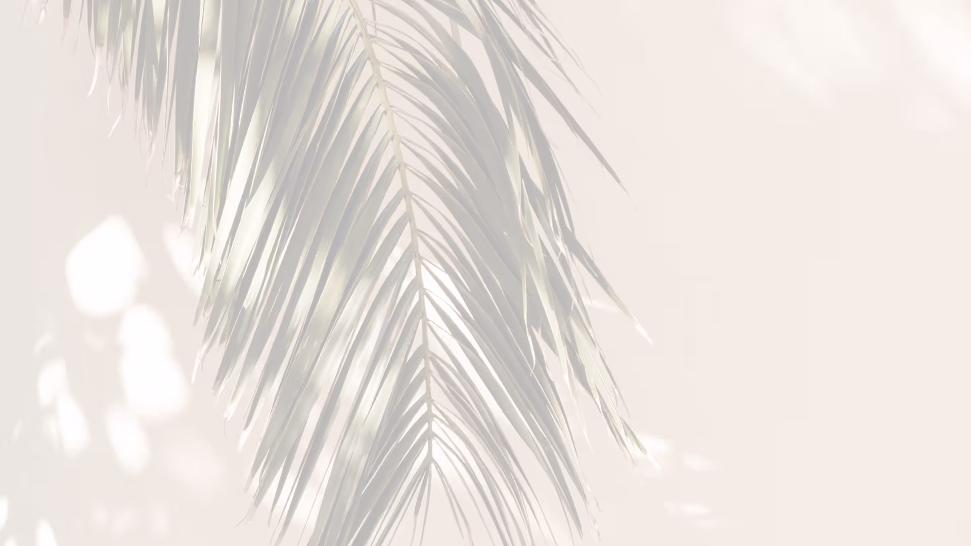 Shadow of palm leaves on white wall stock image