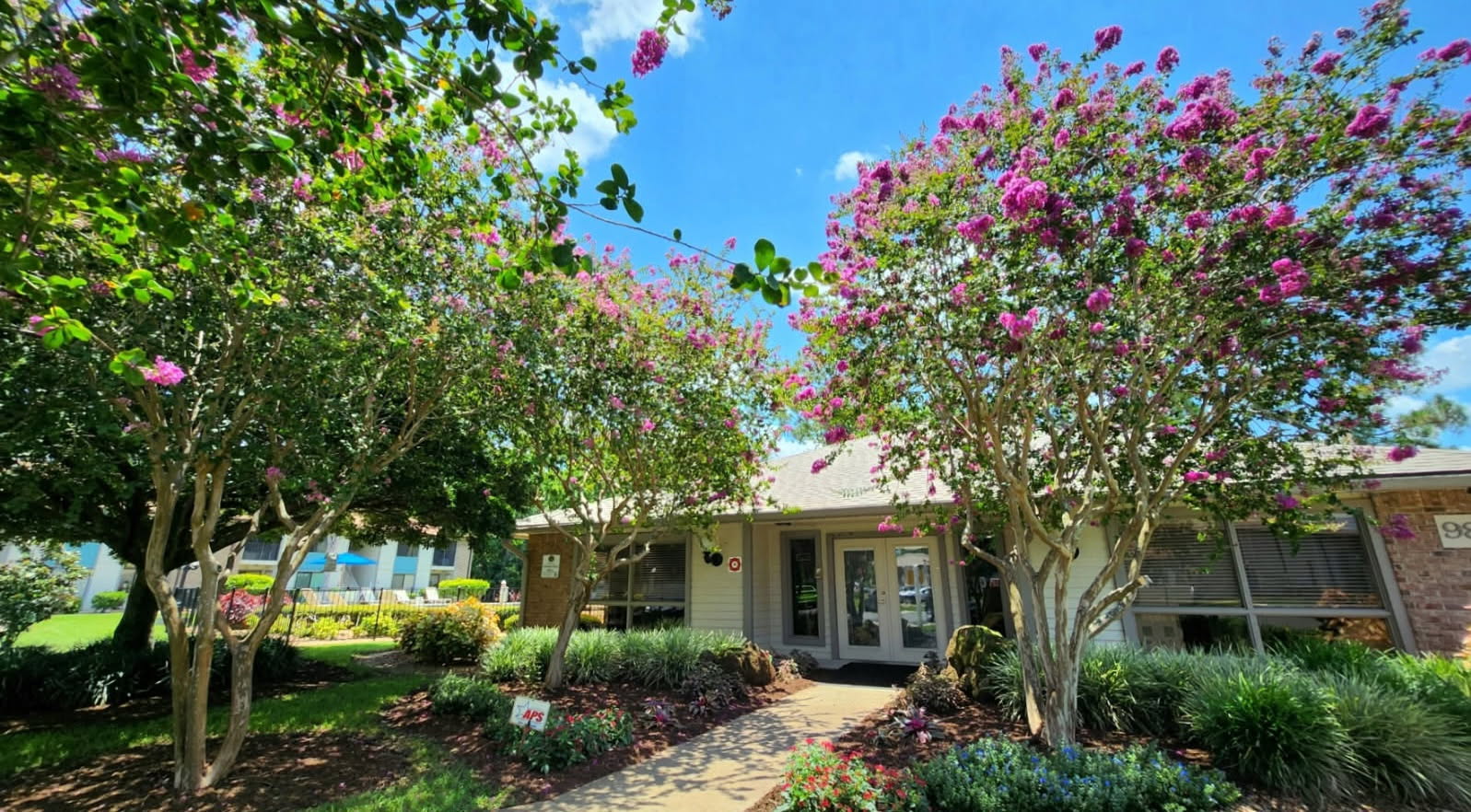 Magnolia Tree