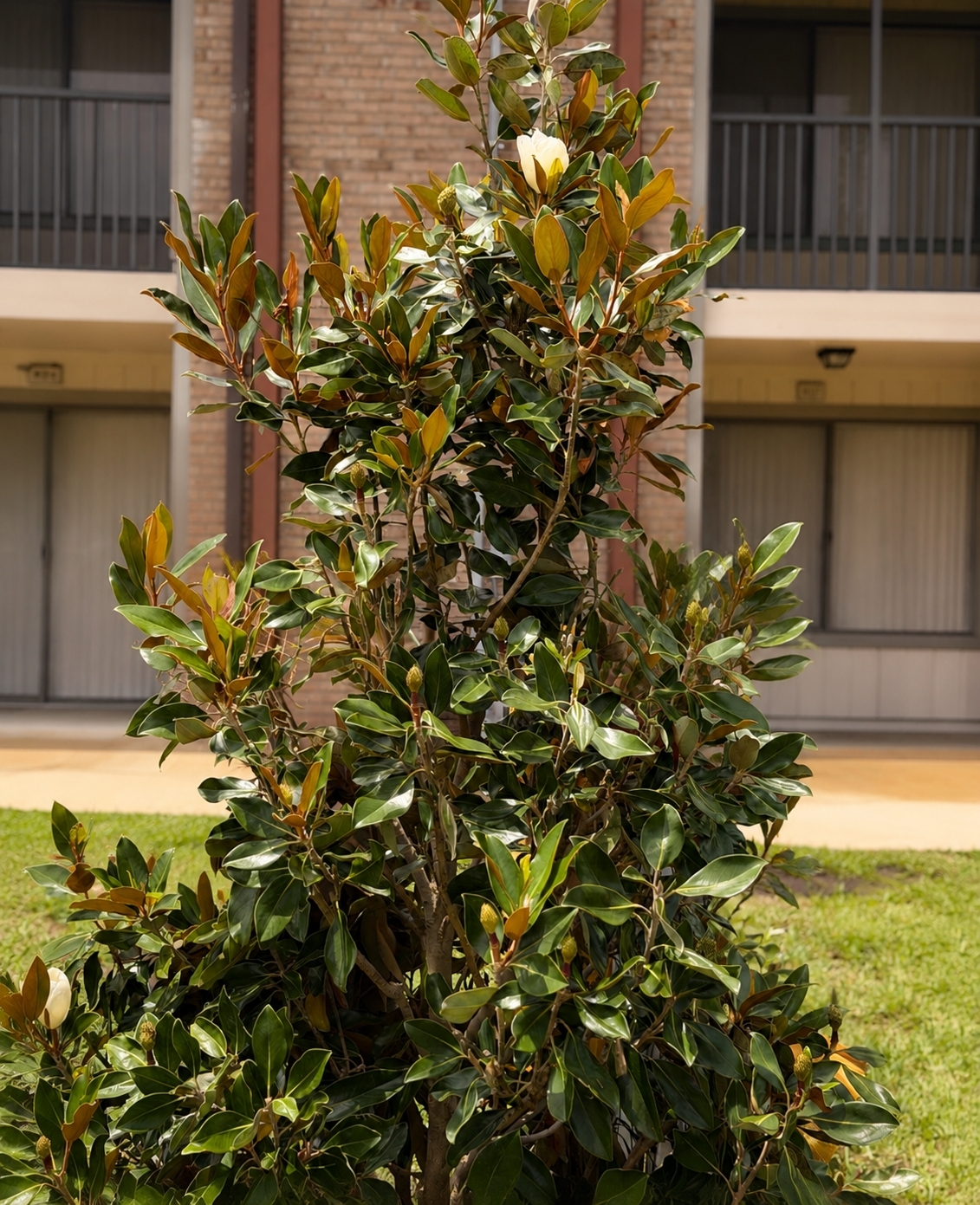 Magnolia Tree
