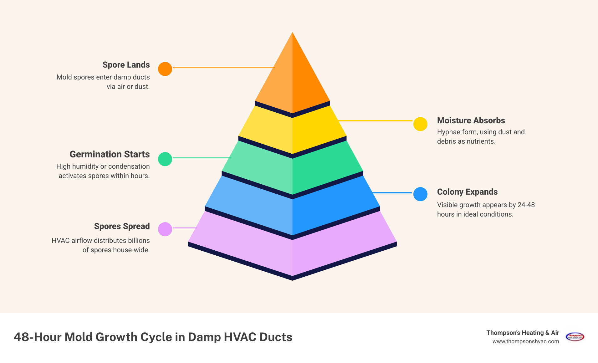 Infographic showing the 48-hour mold growth cycle in damp HVAC ducts and how clean ducts interrupt it - how clean ducts