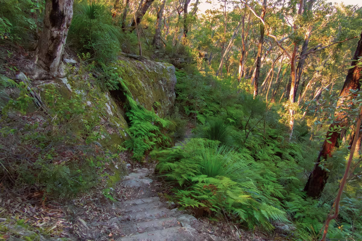 Bushland walking trail in the Blue Mountains near Glenbrook