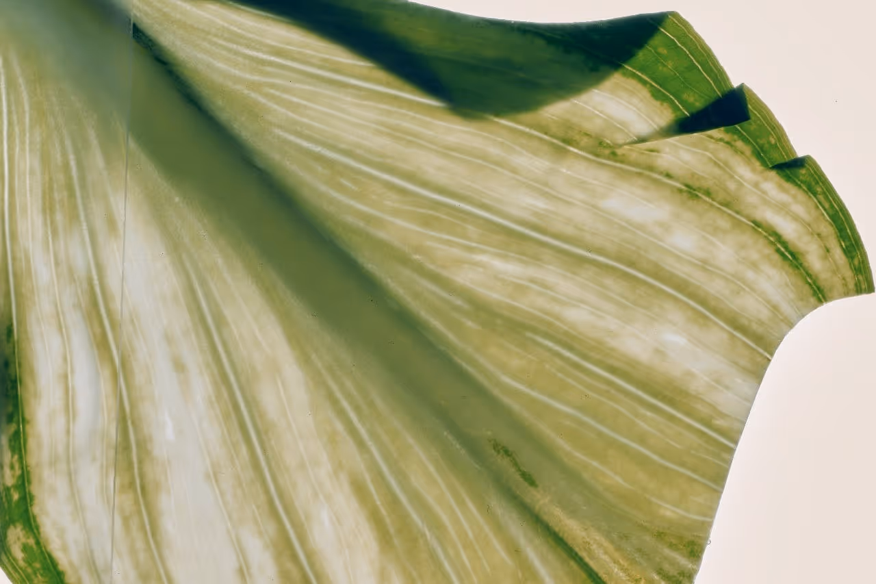 Close-up of a large green leaf with visible veins and a slightly folded edge.