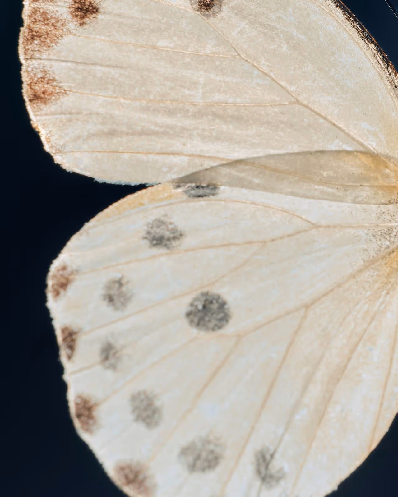 Close-up of the pale wings of a butterfly with brown and grey spots against a dark background.