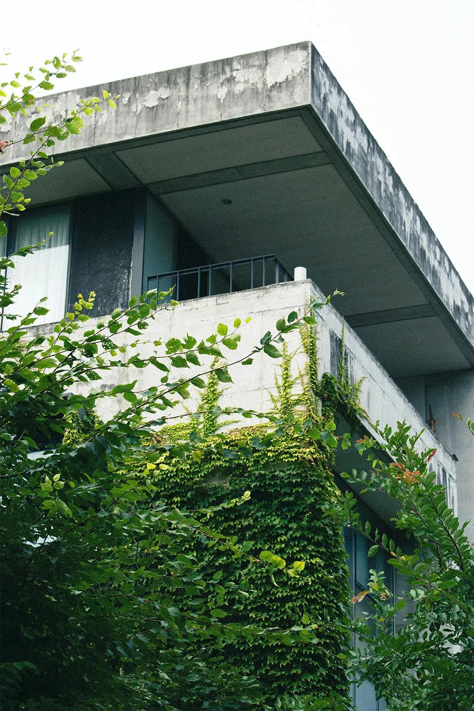 Verwittertes Betongebäude mit Kletterpflanzen und grünen Blättern im Vordergrund.
