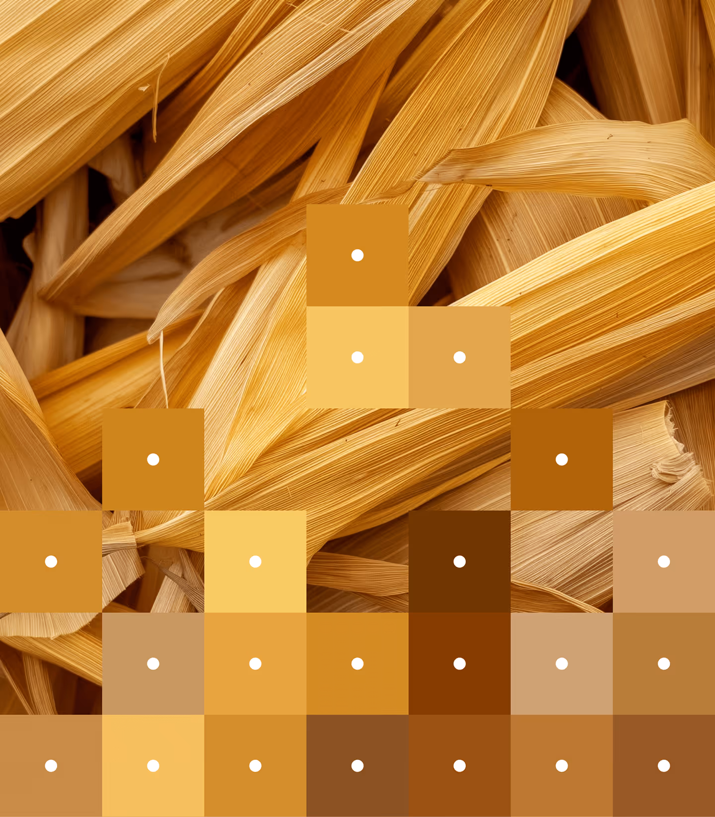 Close-up of dried corn husks with overlaid squares showing a gradient of warm brown and yellow color shades.