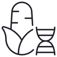 Icon of a corn cob with DNA double helix symbol, representing GMO.