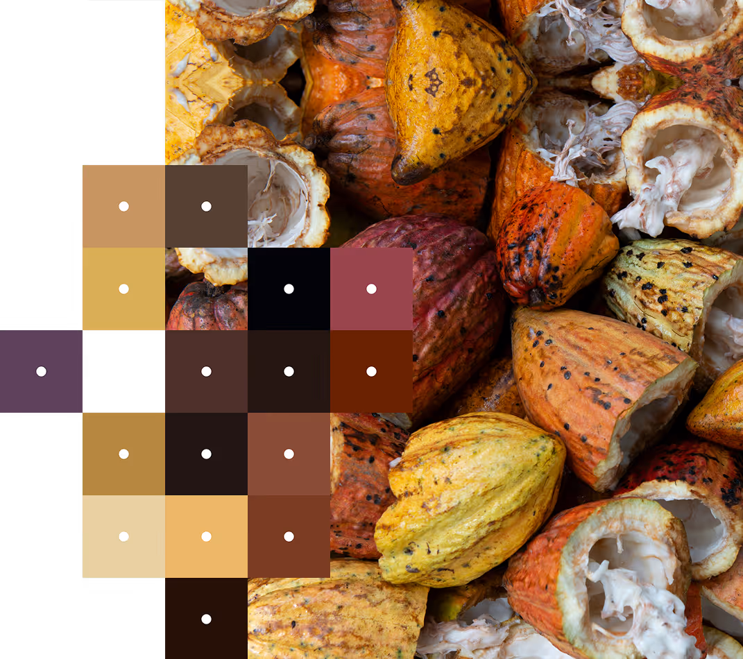 Close-up of colorful cacao pods, some whole and some opened, revealing the white pulp inside.