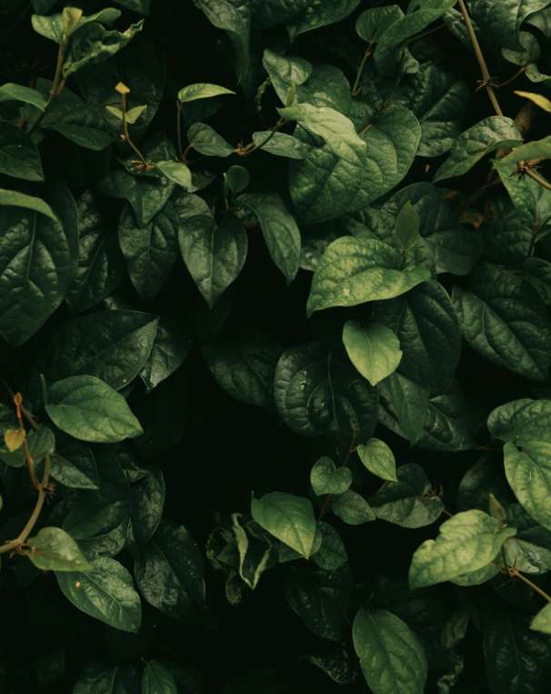 Dense cluster of dark green heart-shaped leaves with visible veins.