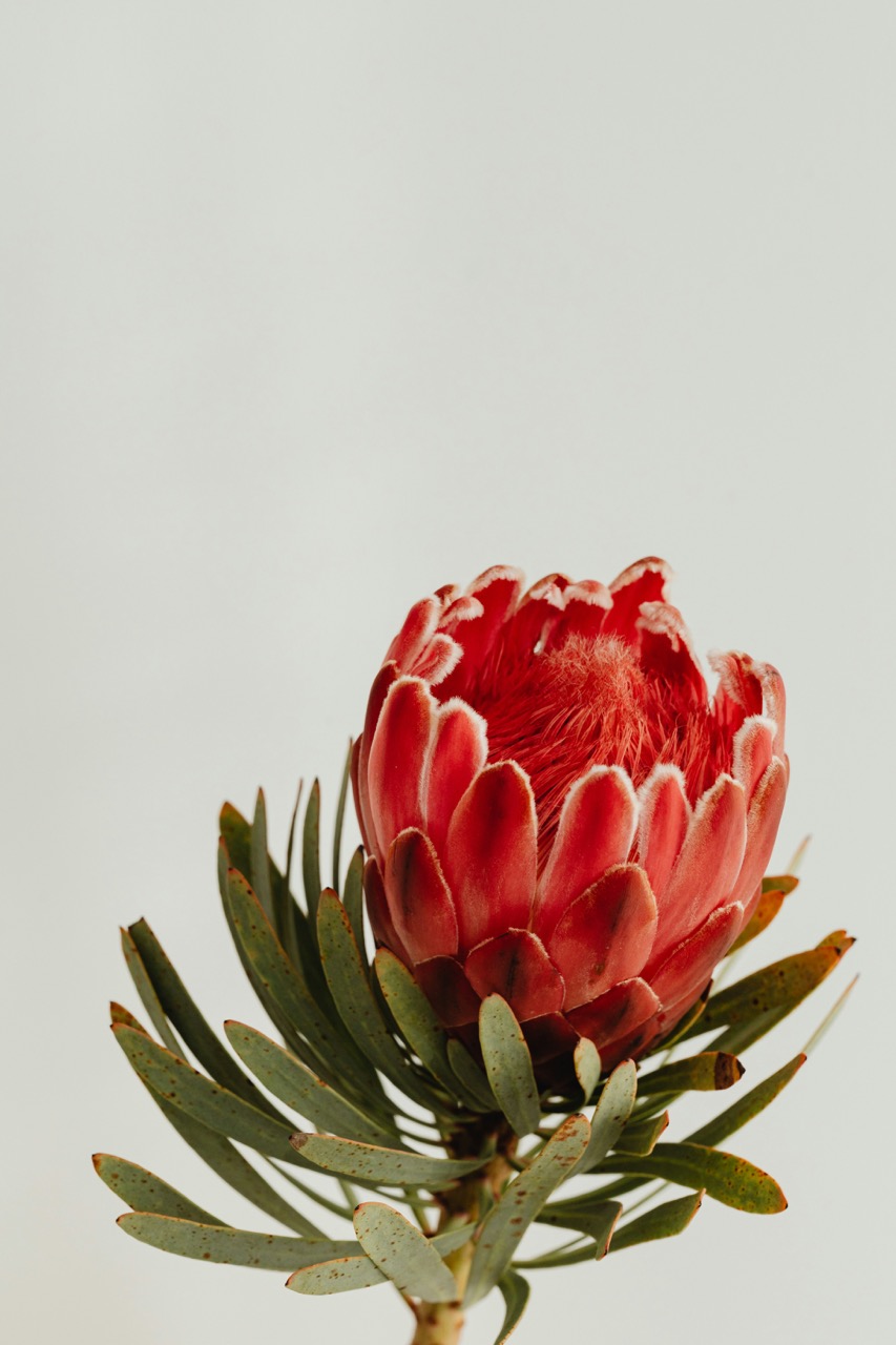 Fynbos — South African Botanical Brand Identity Brief — BRANDBRIEF™