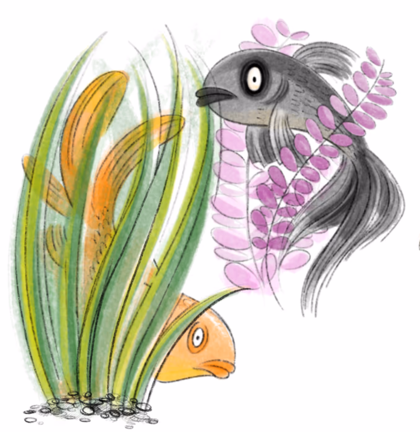 Rachel Stewart fish illustration