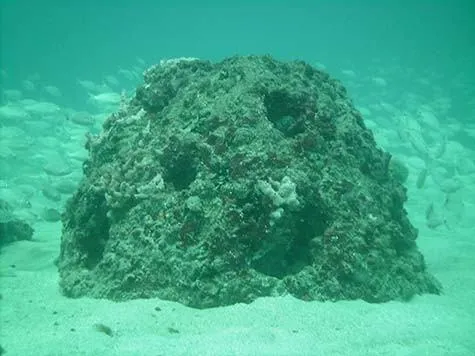 Create life in the sea with eternal reefs, its fun way to help nature and its "customers"