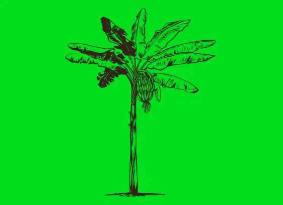Custom T-shirts - Palm Tree JPG