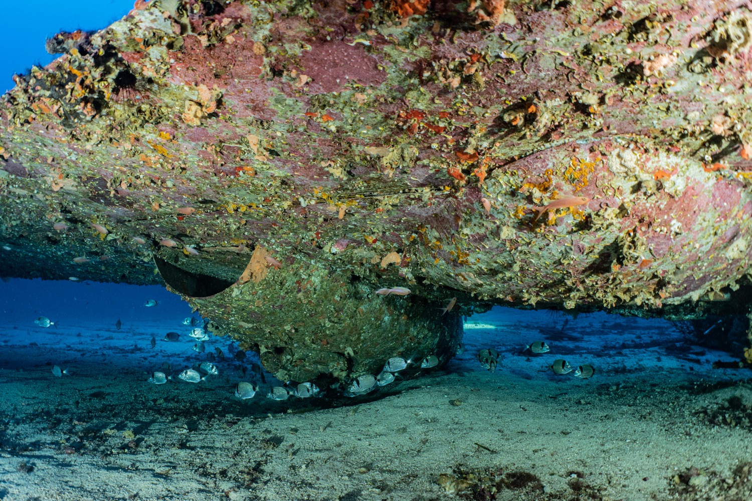 At the crossroads of history and biology: shipwrecks as ecological hotspots