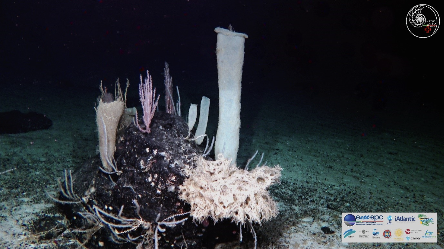 Sharing the deep sea