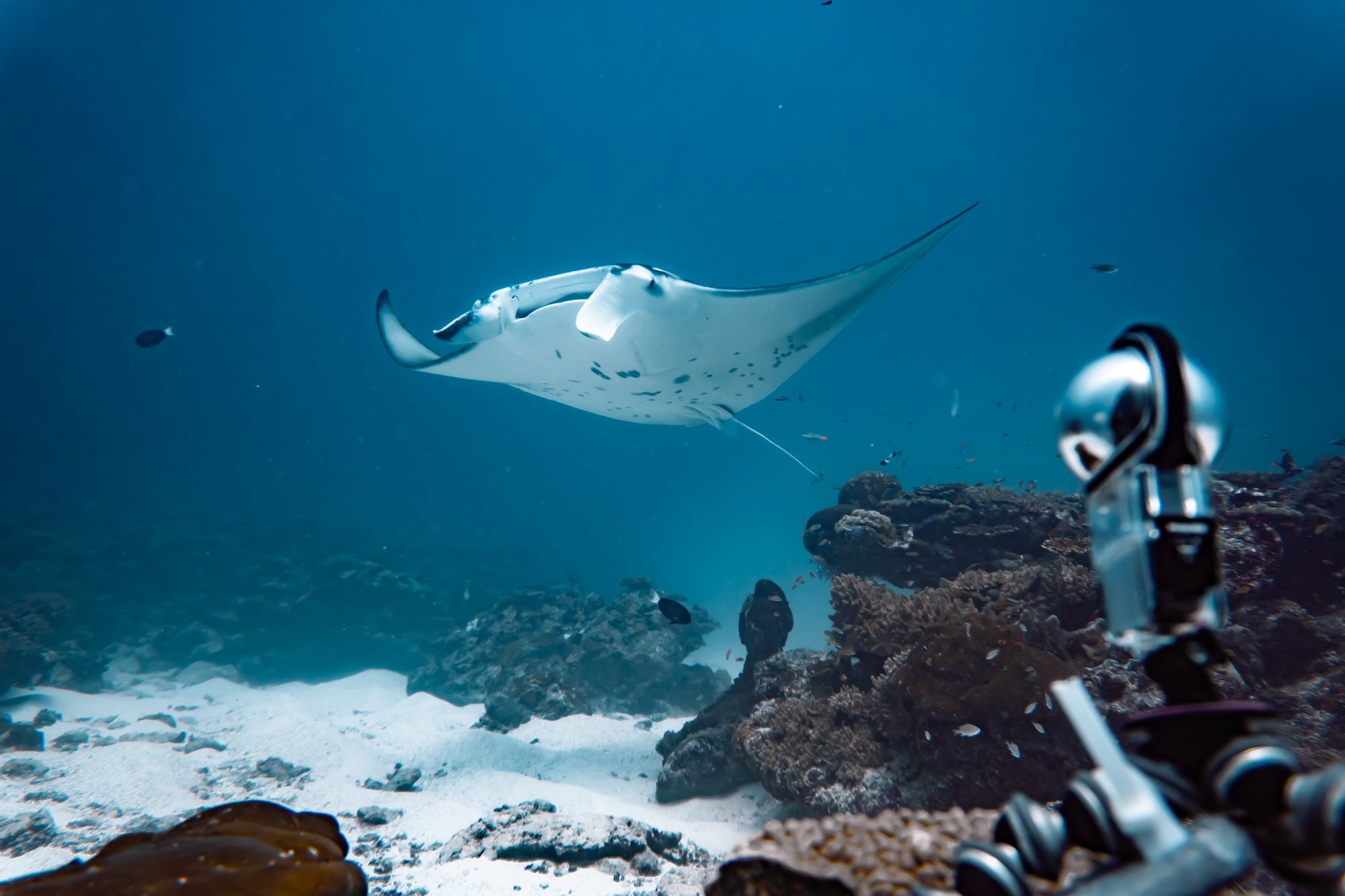 Beyond Barriers: virtual diving with giants