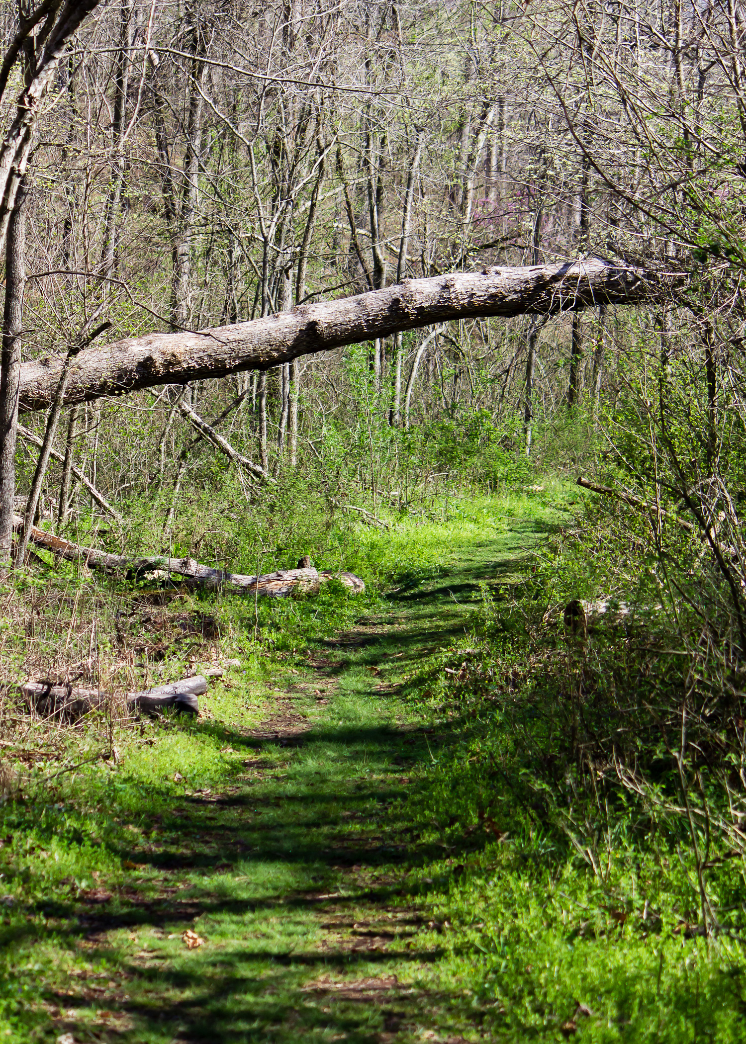 Hiking trail in Hobbs State Park-Conservation Area near Pigeon Roost Trailhead in Rogers, Arkansas