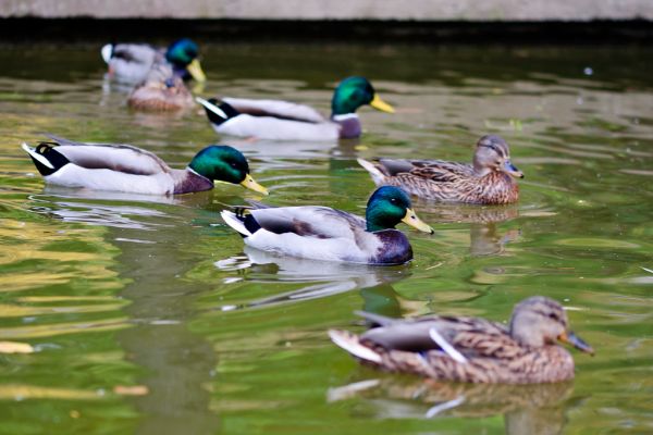 Ducks swimming in a small pond