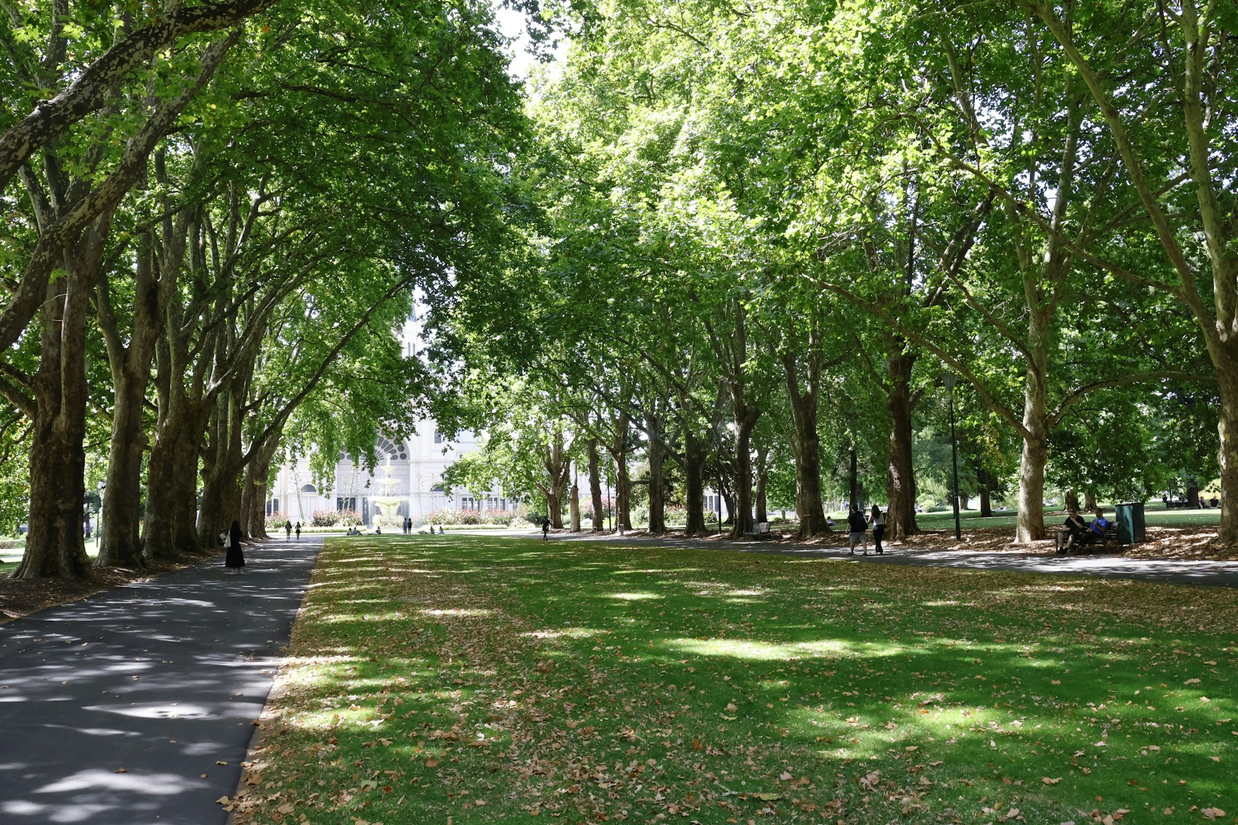 Generic stock photo of a tree-lined walking path in a green city park (not Memorial Park)