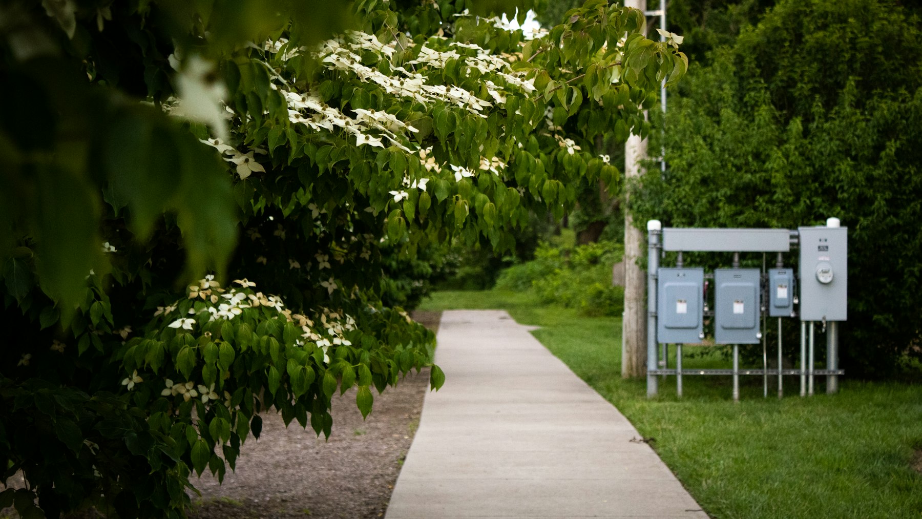 Generic stock photo of a path lined with trees (not Orchards Park)