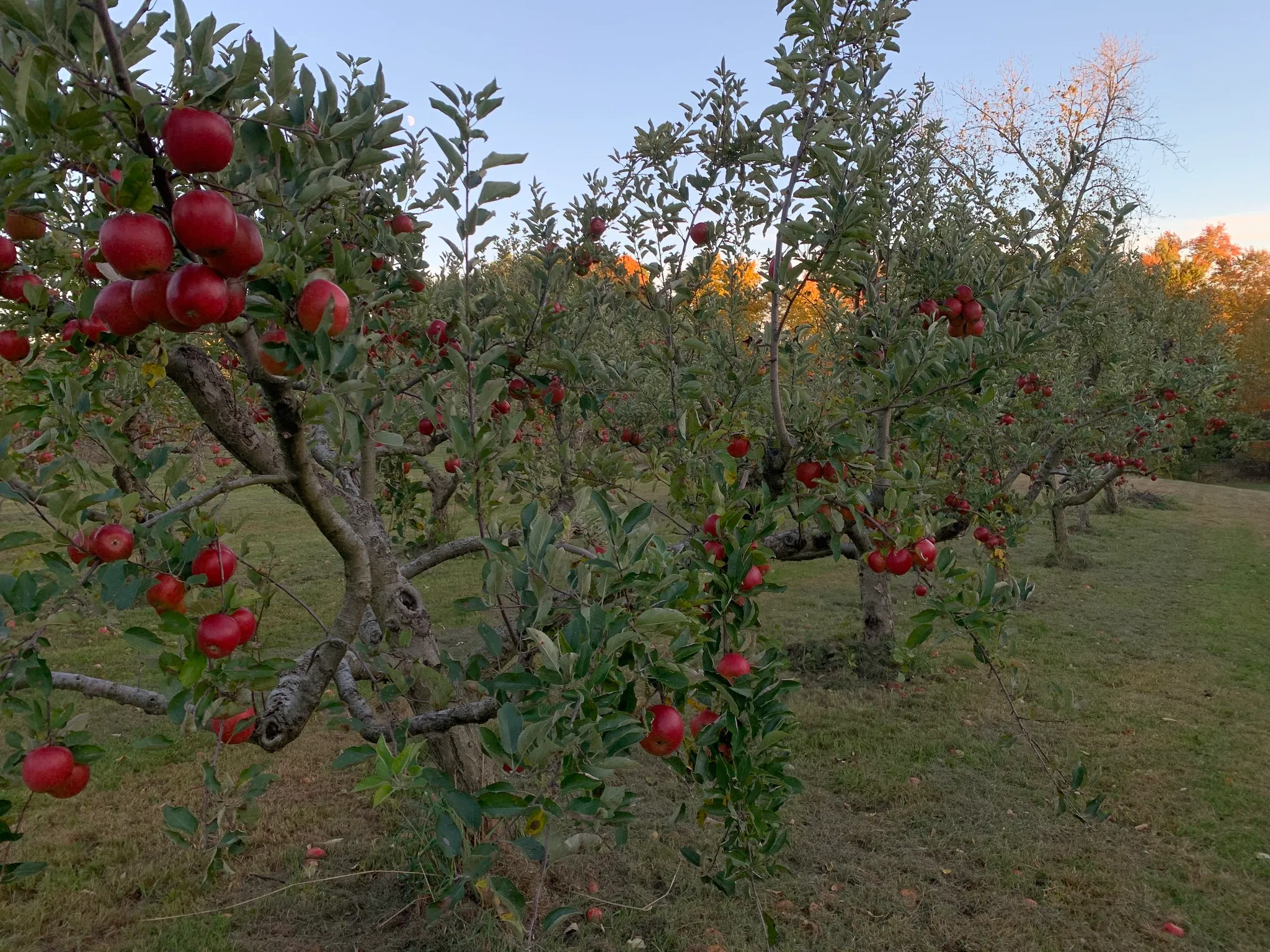 Applebrook Farm