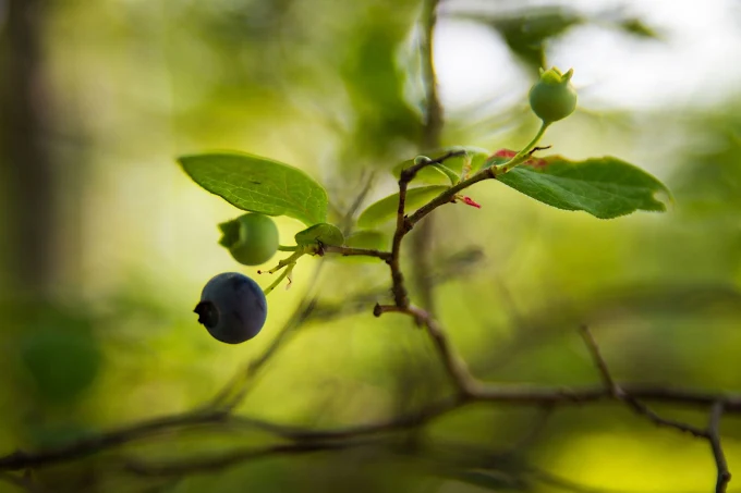 Blueberry Hill Organic Farm, LLC
