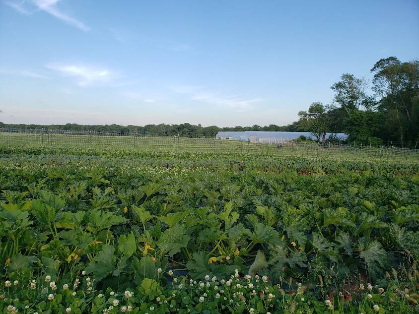 Brandon Family Farm