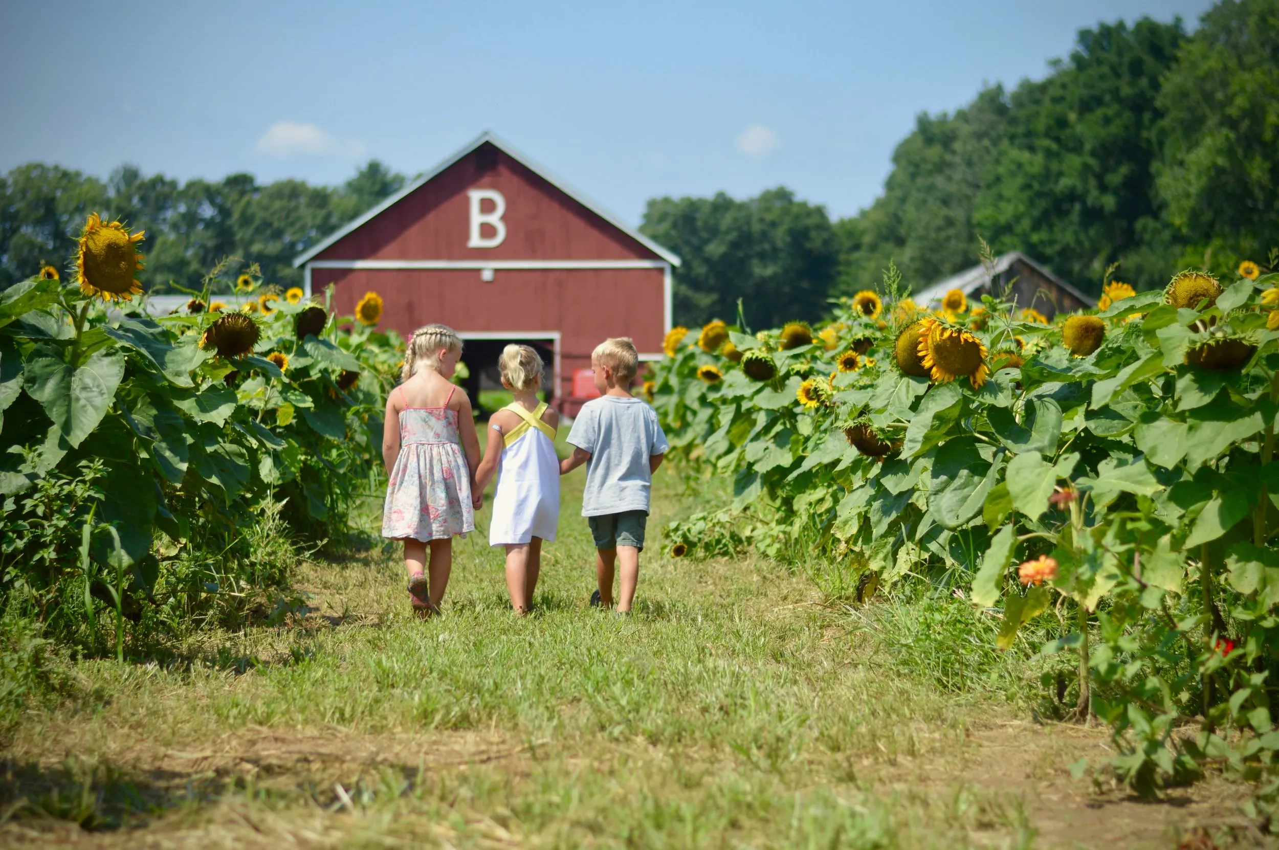 Brown’s Harvest